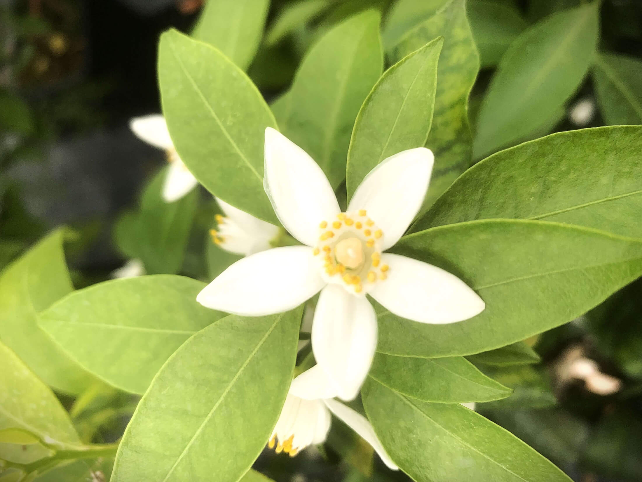 Fleur de citronnier à Mauges-sur-Loire