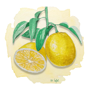 Papeda Ichang lemon Anjou Citrus