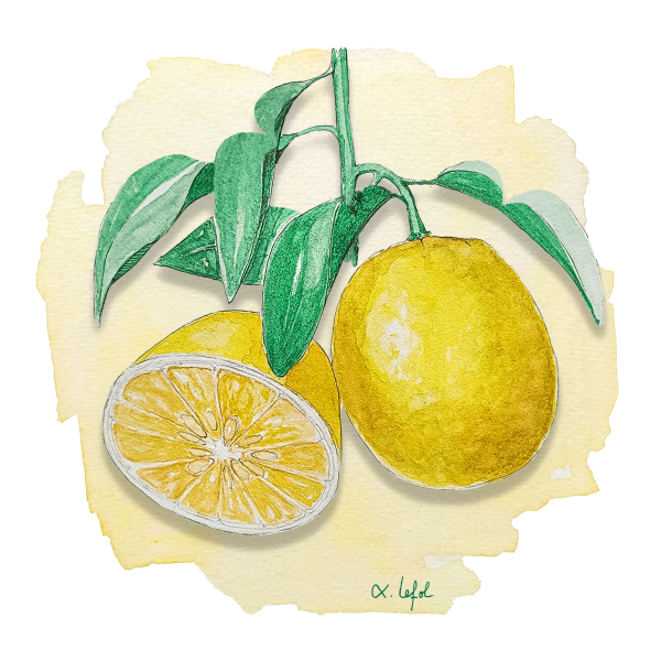 Papeda Ichang lemon Anjou Citrus