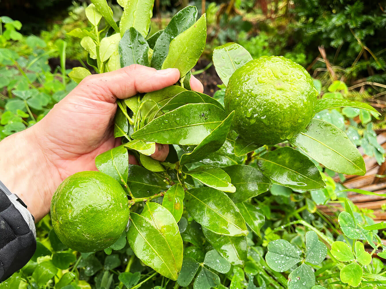 Citrons d'Anjou Citrus semés en maine et loire (49)