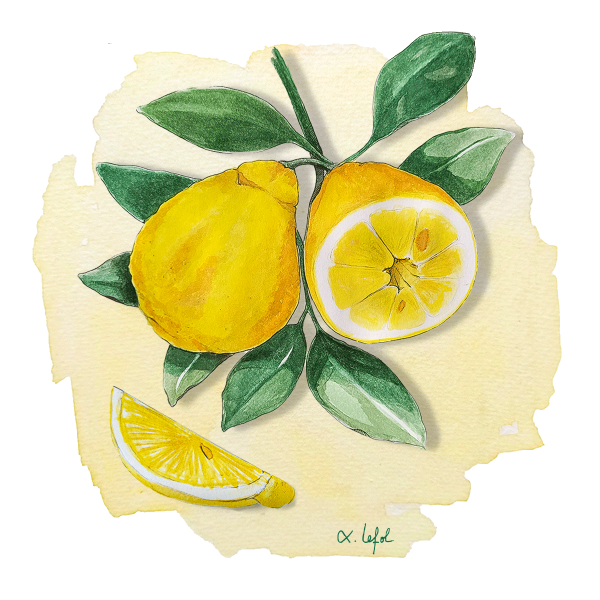 Citron Citradia Anjou Citrus