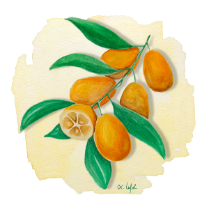 Kumquat Nameïwa Anjou Citrus