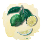 Lime de Tahiti Anjou Citrus