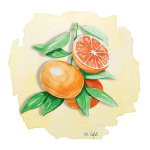 Mandarine Shangsa Anjou Citrus
