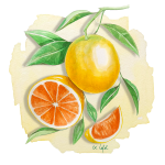Orange Cara Cara Anjou Citrus