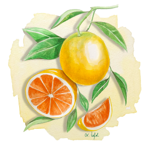 Orange Cara Cara Anjou Citrus