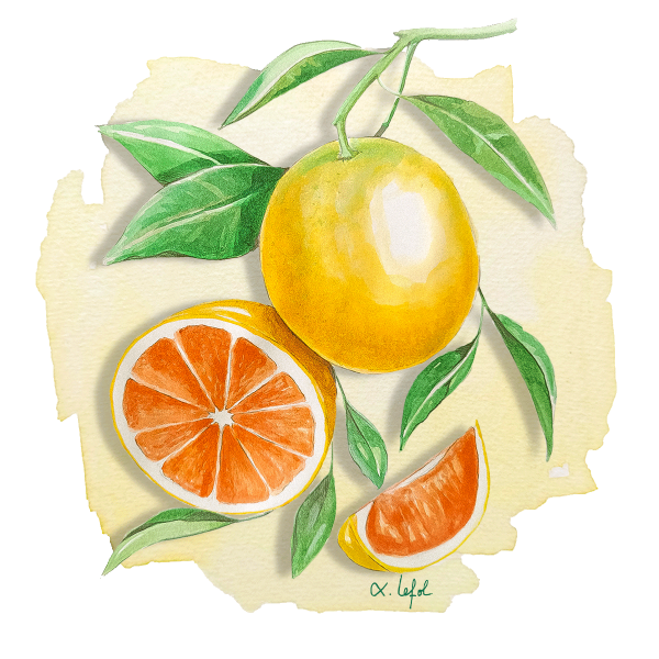 Orange Cara Cara Anjou Citrus