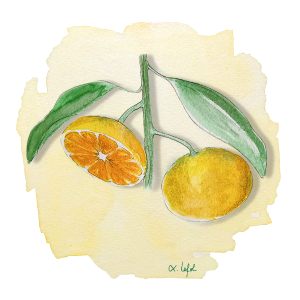 Satsuma Iwasaki Anjou Citrus