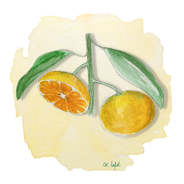 Satsuma Iwasaki Anjou Citrus