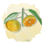 Satsuma Okitsu Anjou Citrus