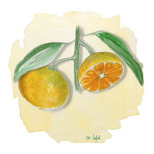 Satsuma Okitsu Anjou Citrus