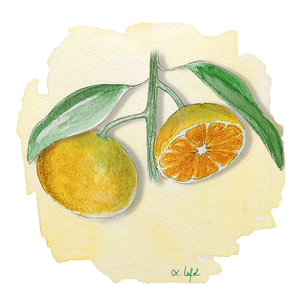 Satsuma Okitsu Anjou Citrus