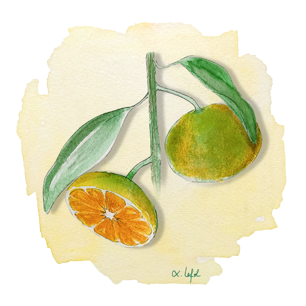 Satsuma Owari Anjou Citrus