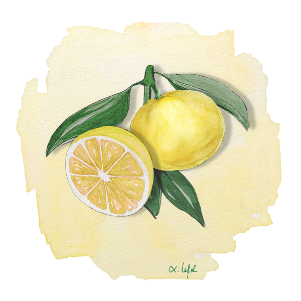 Tangelo Lo Wekiwa Anjou Citrus